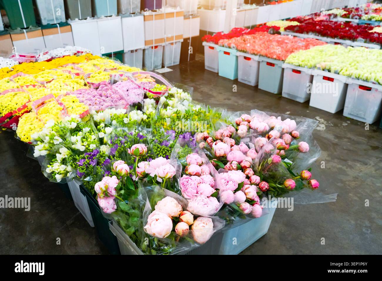 Peonie, crisantemi e rose in scatole di plastica altri fiori in scatole di plastica trasporto, stoccaggio in vendita in negozi di fiori Foto Stock