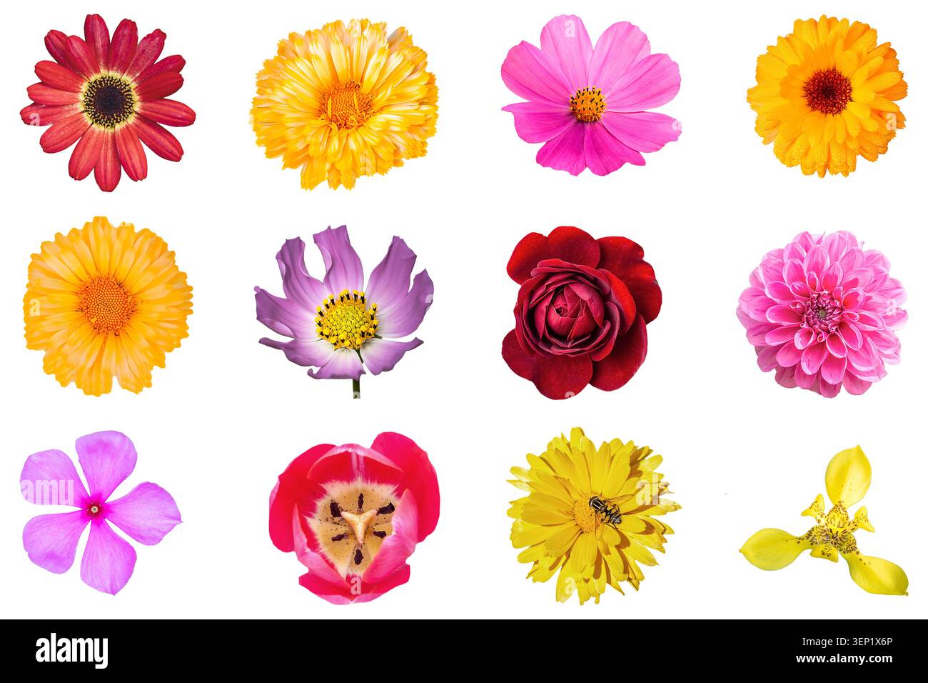Set orizzontale piatto di dodici diverse teste di fiori estive, isolate su sfondo bianco pulito Foto Stock