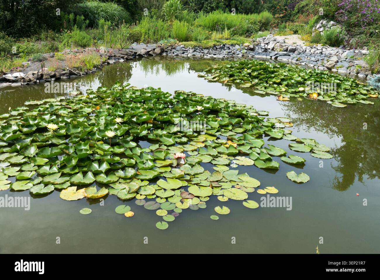 Piante di ninfee in un laghetto ecosistemico adatto alla fauna selvatica circondato da una sponda di pietra e vegetazione verde in un giardino estivo Foto Stock