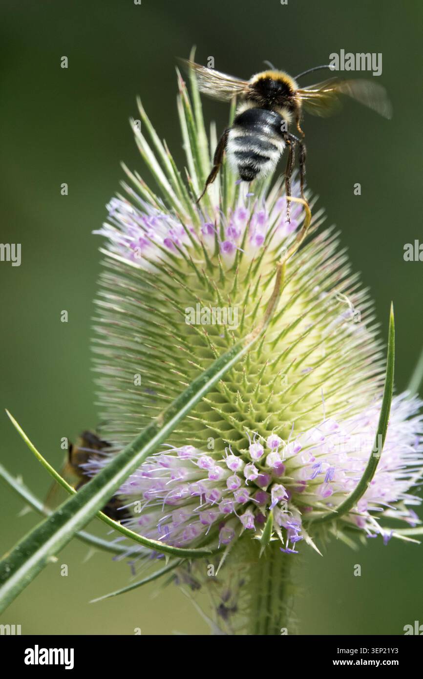 Bumblebee Bombus atterra su fiori rosa di Selva Dipsacus fullonum Foto Stock