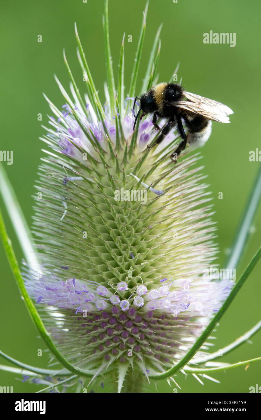 Wild Teasel Dipsacus fullonum con un Bumblebee Bombus Terrestris Foto Stock