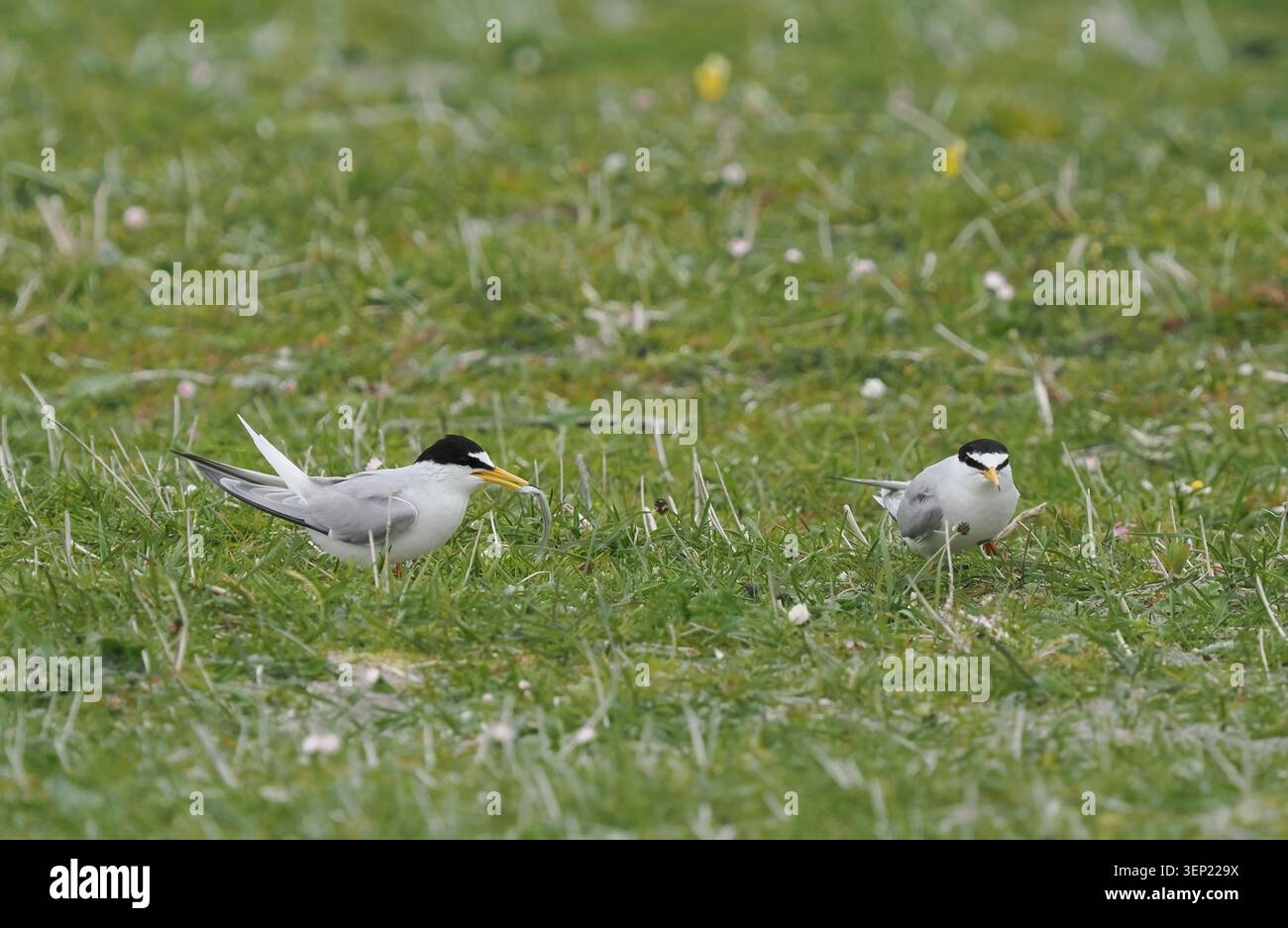 Piccoli numeri di terna nidificano sulla macchia di North Uist, questi individui si stavano ancora accoppiando e mostrando. Foto Stock