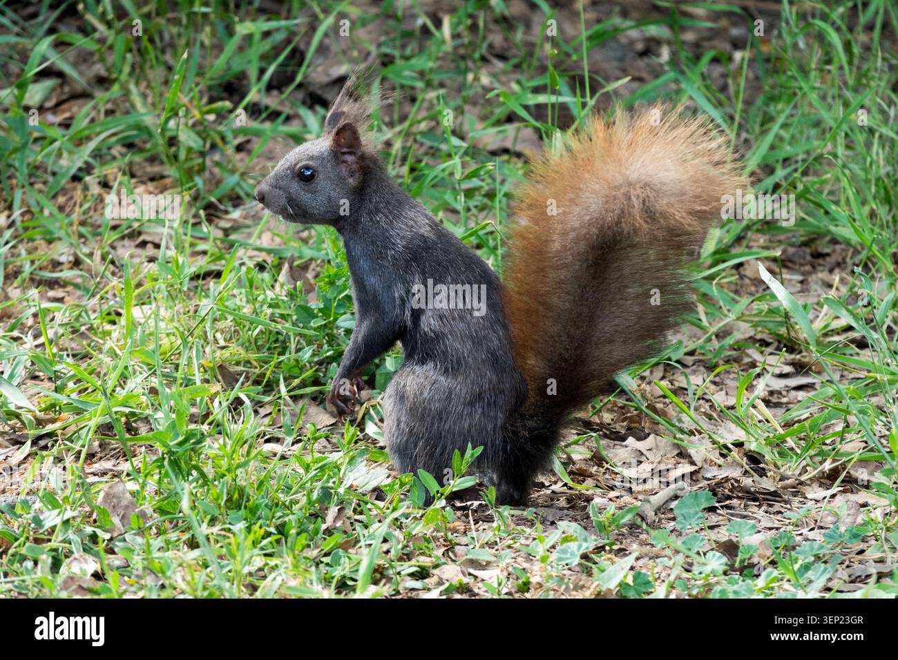 Scoiattolo nero Sciurus vulgaris con una coda rossa cespugliosa in piedi su un terreno erboso Foto Stock
