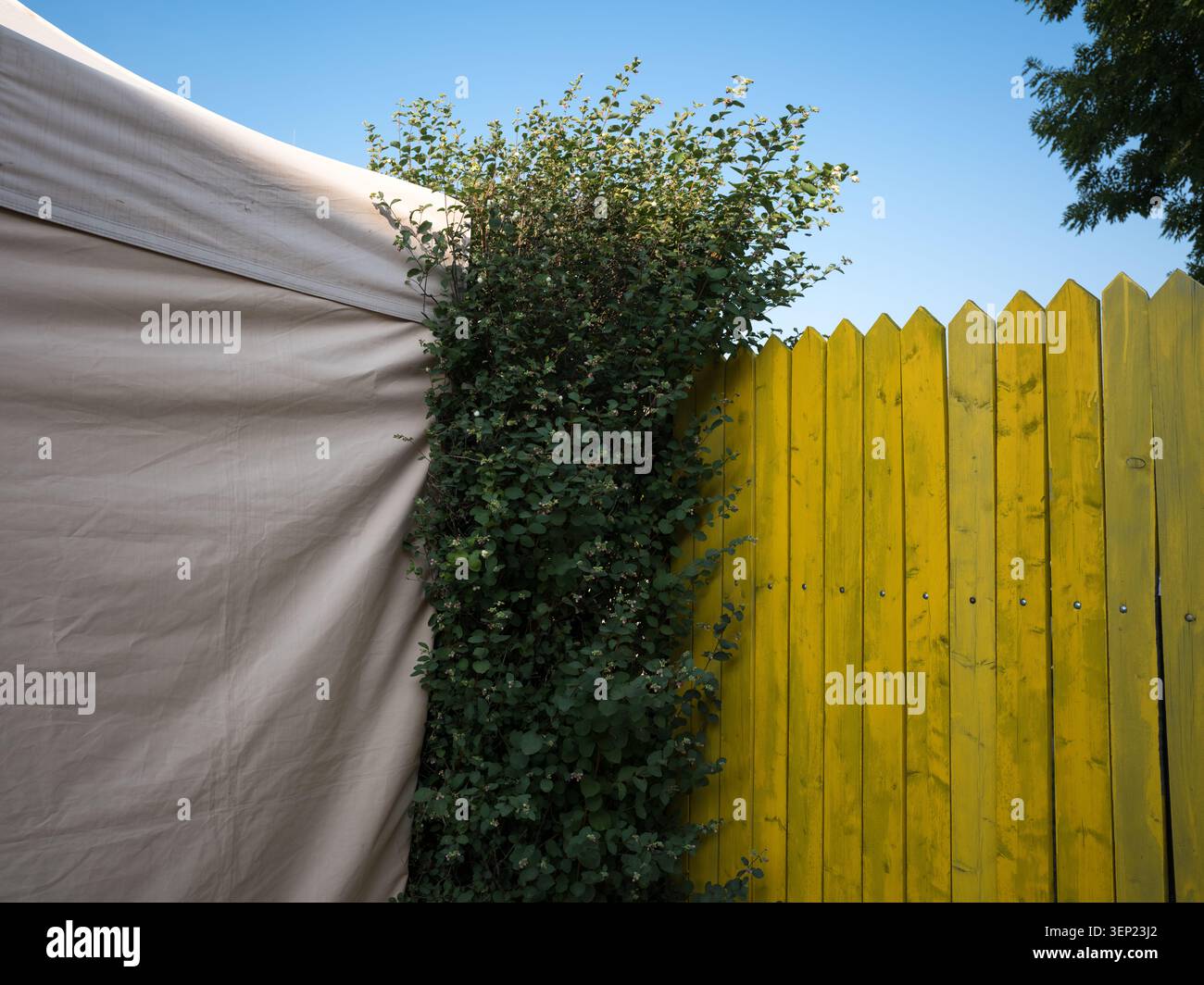 Cespuglio verde tra una tenda in tessuto beige e una recinzione di legno gialla contro un cielo blu Foto Stock