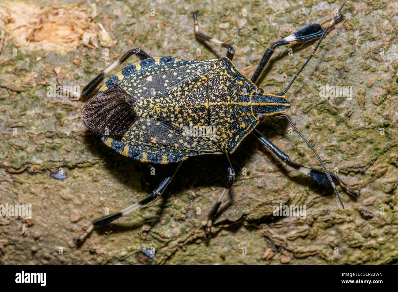 Macro ritratto del bug dello scudo con un motivo macchiato giallo su legno Foto Stock