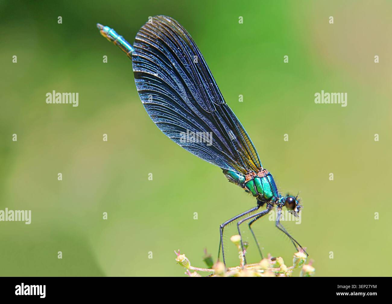 La damigella blu vola da vicino Foto Stock