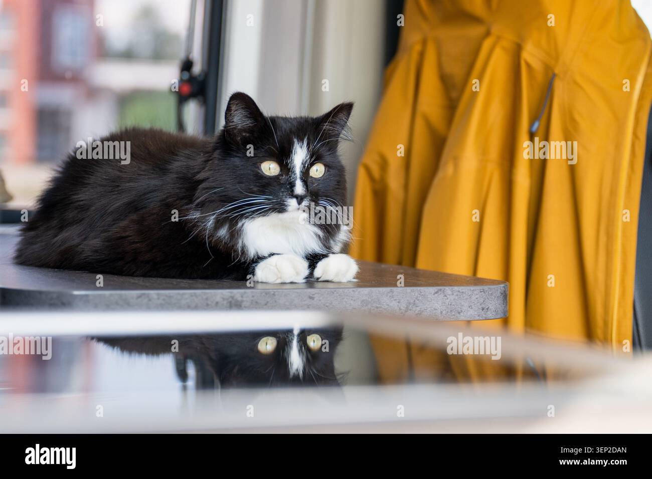Curioso gatto bianco e nero che si rilassa all'interno di un camper con riflessi su un tavolo lucido durante un viaggio su strada Foto Stock