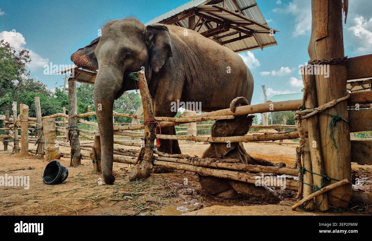 Una madre elefante asiatica e il suo giovane vitello sono stati tenuti all'interno di una tradizionale recinzione in legno presso la comunità di elefanti addomesticati di Ban Ta Klang a Surin, Thailandia. Foto Stock