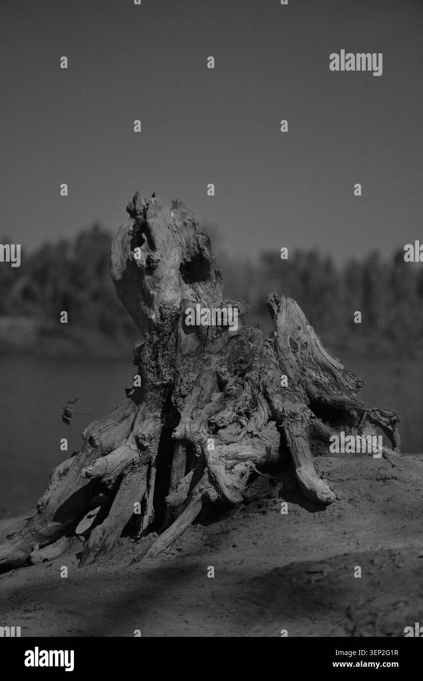Foto artistiche in bianco e nero di un vecchio ceppo di alberi con radici esposte su terreni asciutti vicino al fiume a Ban TaKlang, Surin, Thailandia Foto Stock