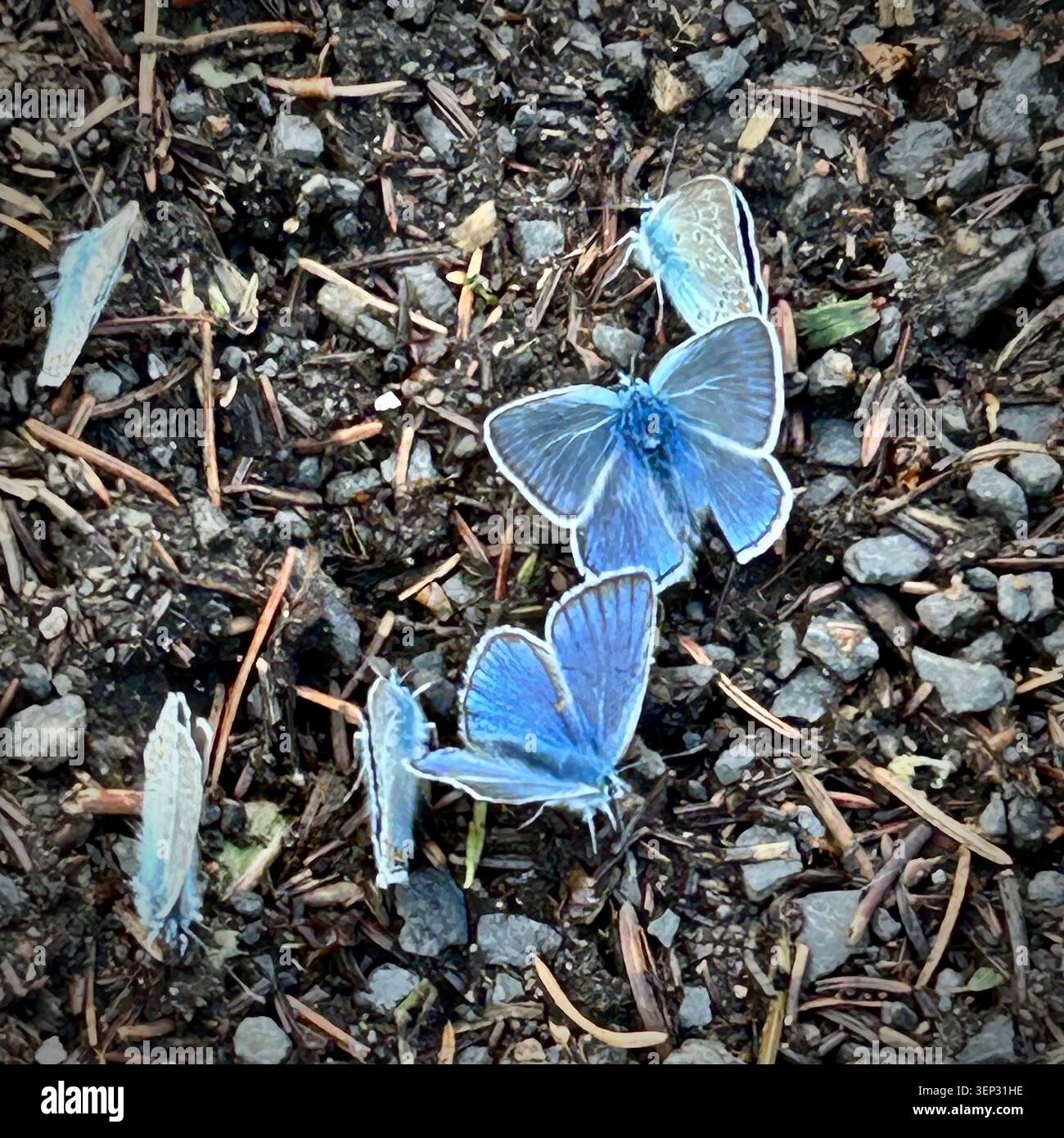 Un raro gruppo di farfalle sante (argils Celastrina) che si riuniscono per terra. Foto Stock