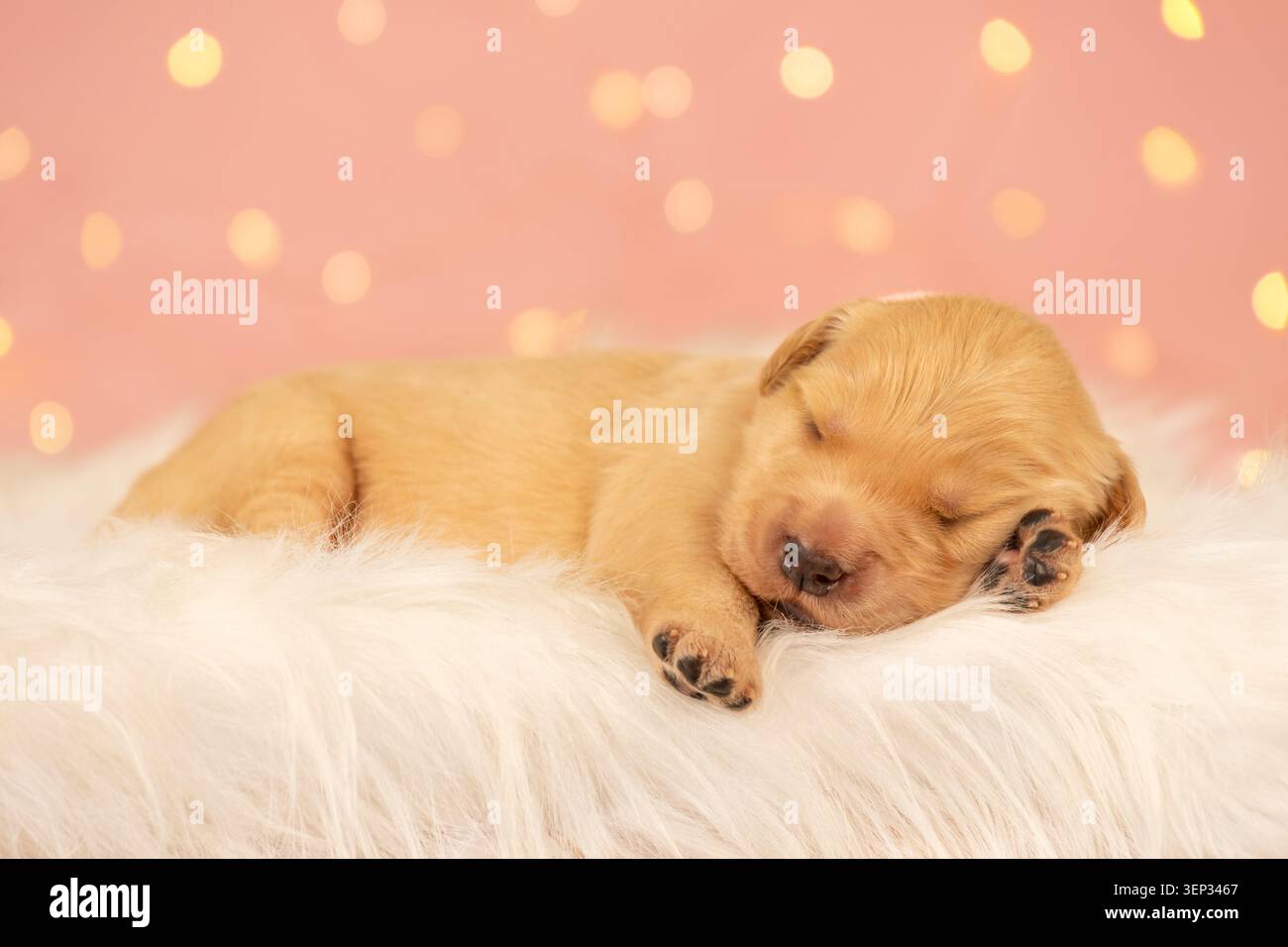 Cucciolo di recupero dorato neonato che dorme su una morbida coperta bianca Foto Stock