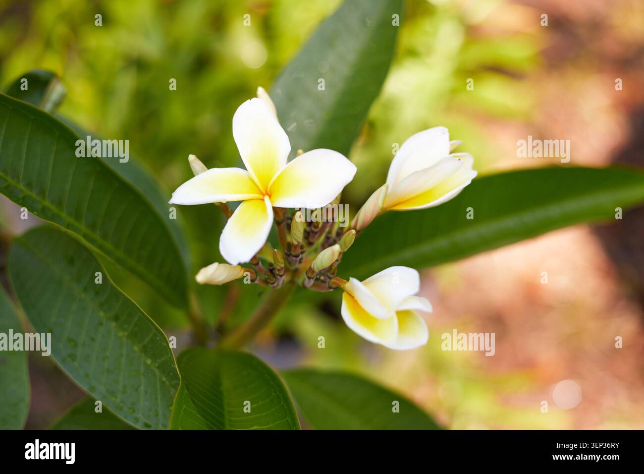 Le bellissime piante Plumeria che crescono in tessuto crescono vasi. Foto Stock