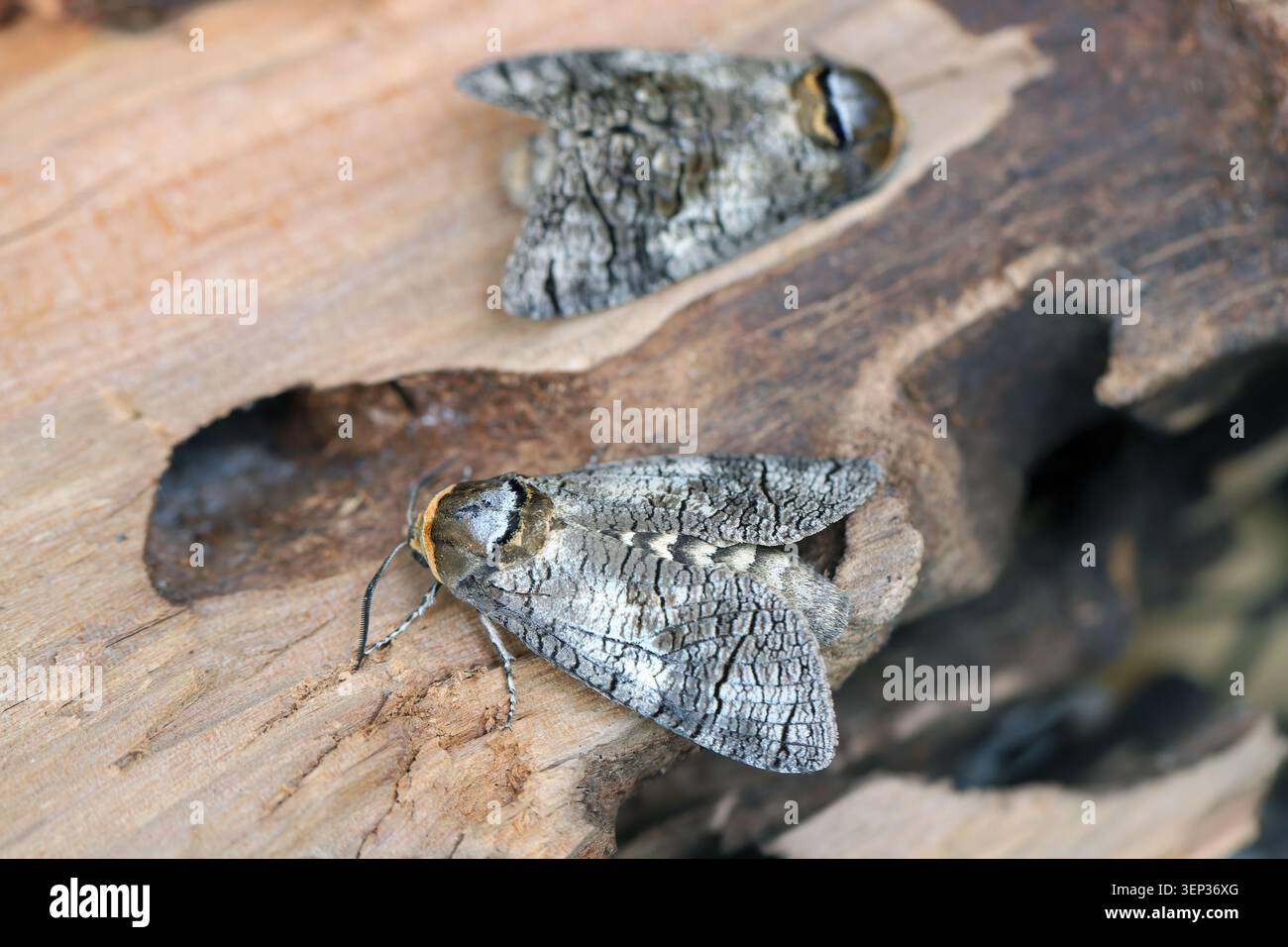Cossus cossus, la falena di capra, della famiglia dei Cossidae, dei mulini di cossidi o del falegname miller. Sul bosco dove si nutrono i pilastri di questa specie. Foto Stock