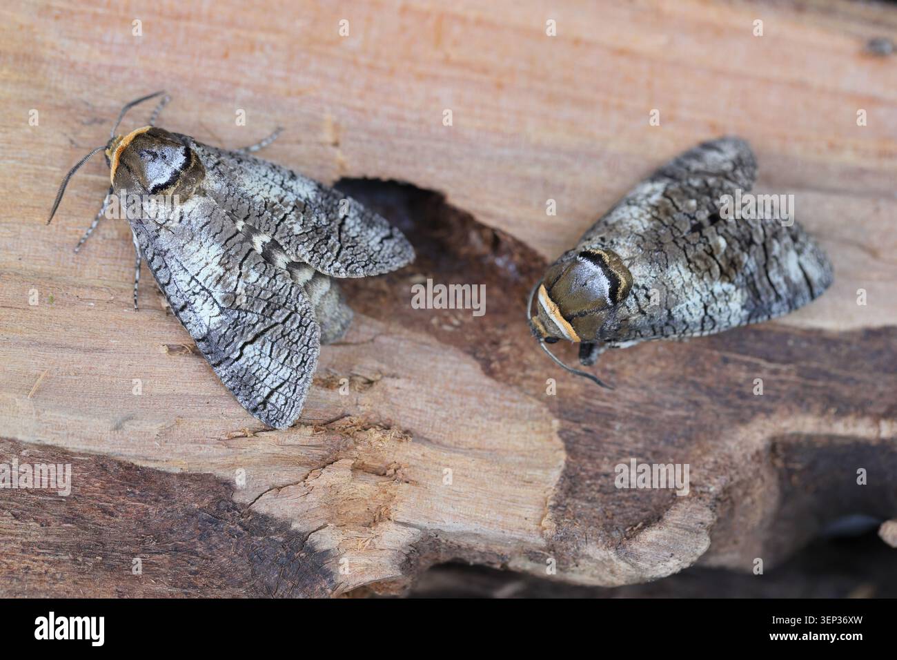 Cossus cossus, la falena di capra, della famiglia dei Cossidae, dei mulini di cossidi o del falegname miller. Sul bosco dove si nutrono i pilastri di questa specie. Foto Stock