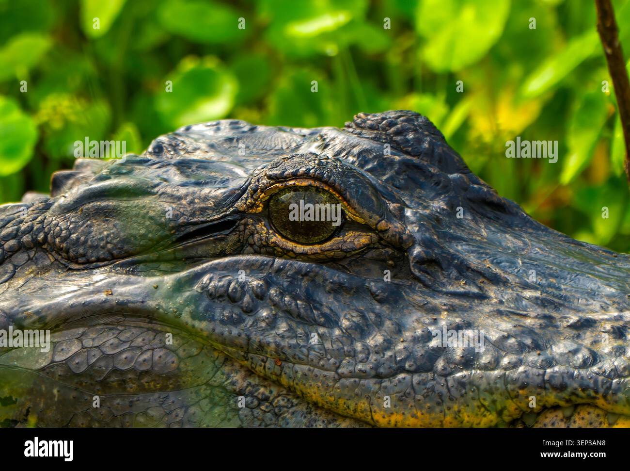 Alligatore americano che riposa nella lussureggiante Green Dollarweed e Marsh Grass, Florida Foto Stock
