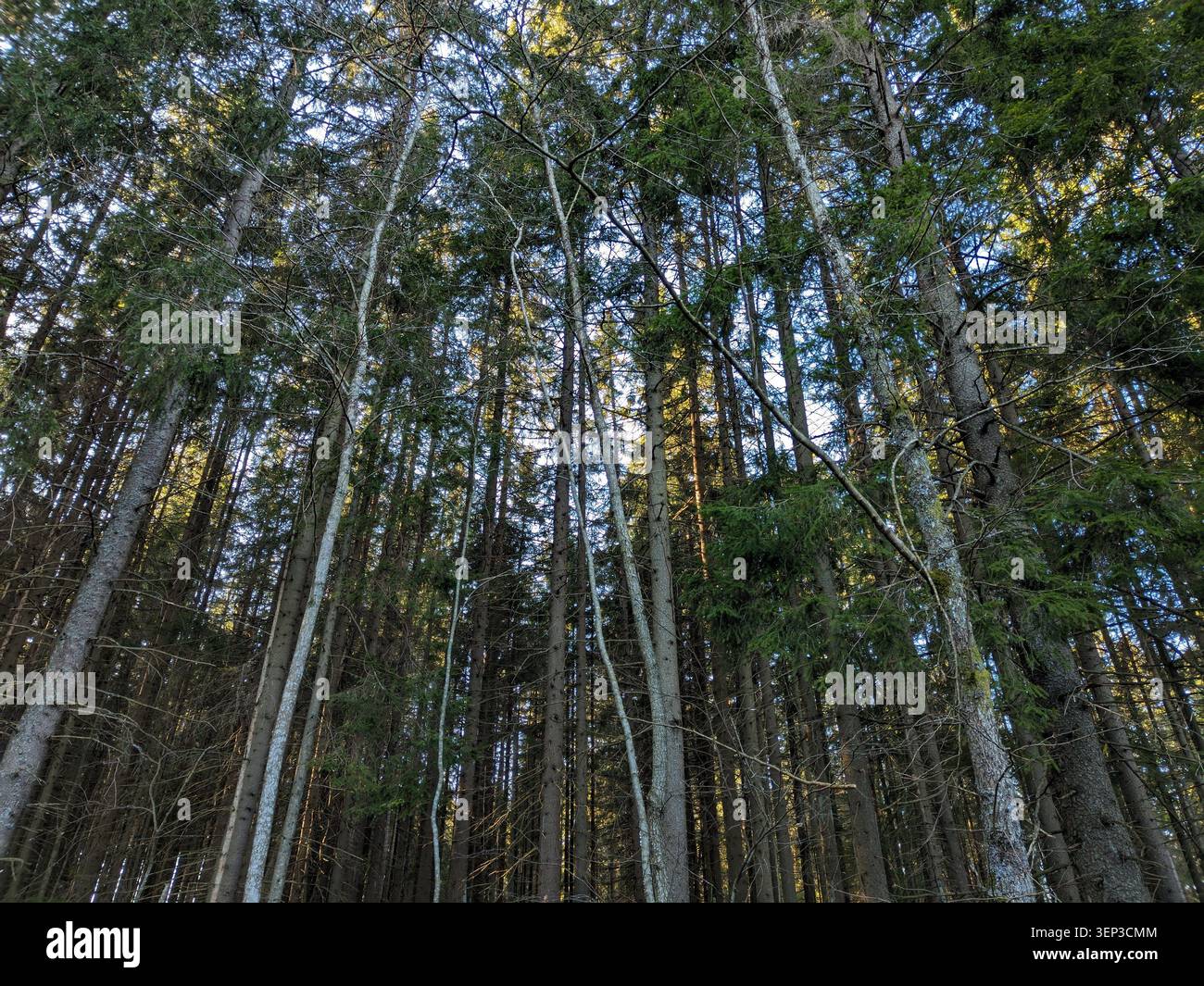 Tettoia fitta di pinete di conifere con una luce solare calda che filtra - Immagine stock catturata con smartphone