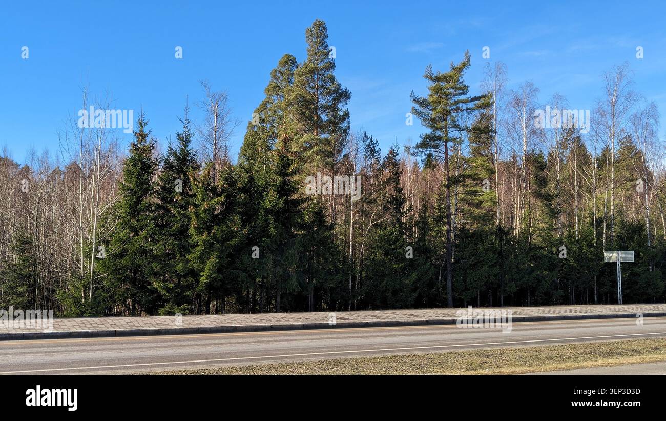Foresta di pini e betulle dietro una strada stradale asfaltata vuota - Immagine stock catturata con smartphone