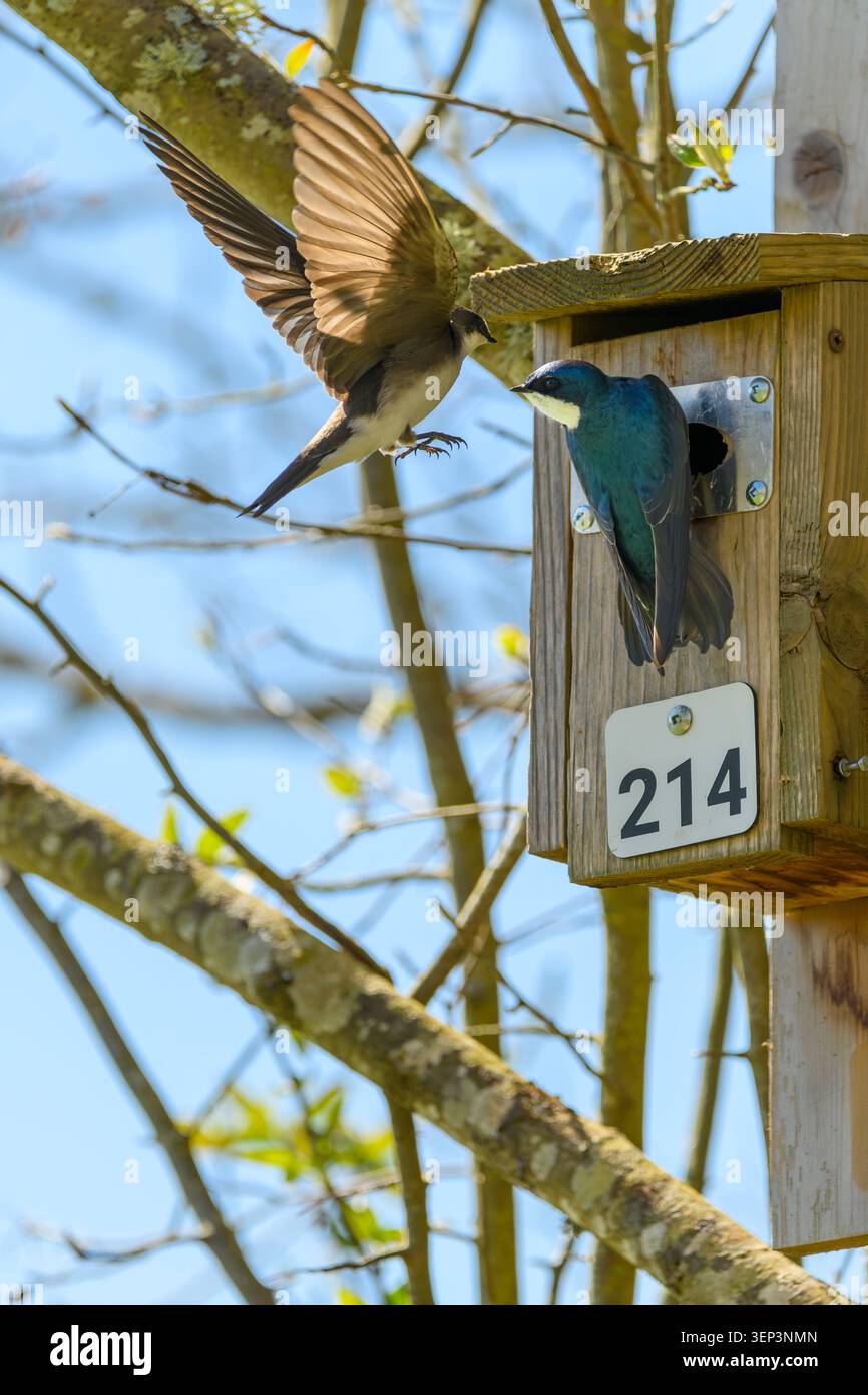 Nesting Tree Swallows, Tachycineta bicolor, George C. Reifel migratory Bird Sanctuary, Delta, British Columbia, Canada Foto Stock