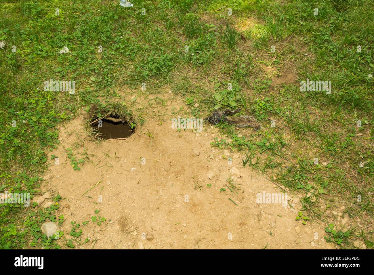 Red Fox Den in un cortile residenziale con resti di Gray Squirrel vicino all'ingresso. Foto Stock