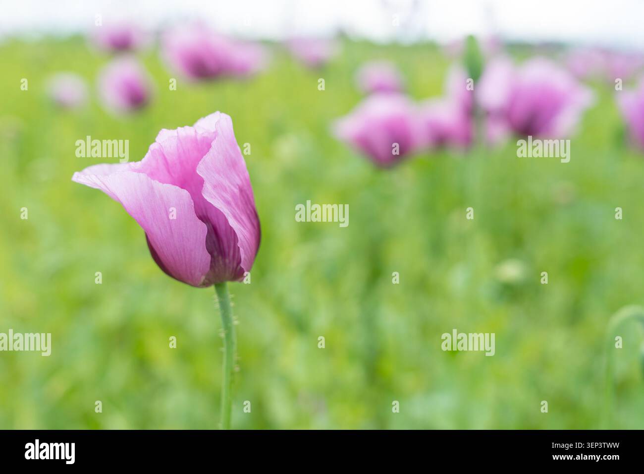Splendidi fiori di papavero viola con elementi in primo piano sfocati che creano un effetto cinematografico di profondità di campo. Ideale per concept, copertine di libri, e. Foto Stock