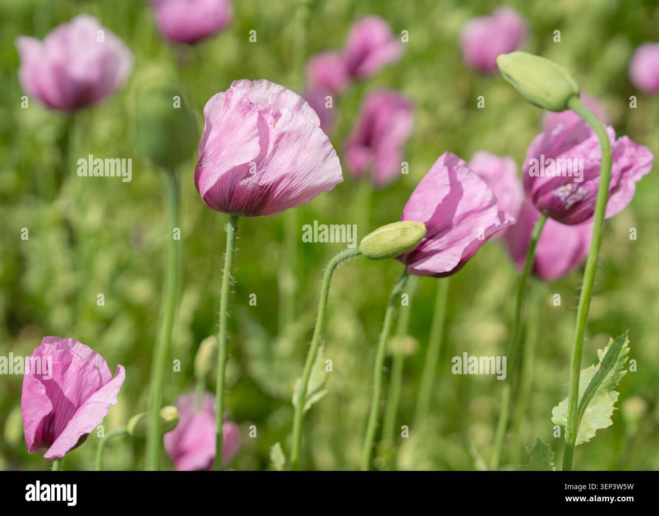 Un grazioso gruppo di vivaci fiori di papavero viola e boccioli verdi chiusi che fioriscono in un prato estivo. Composizione perfetta per biglietti d'auguri, botanico Foto Stock