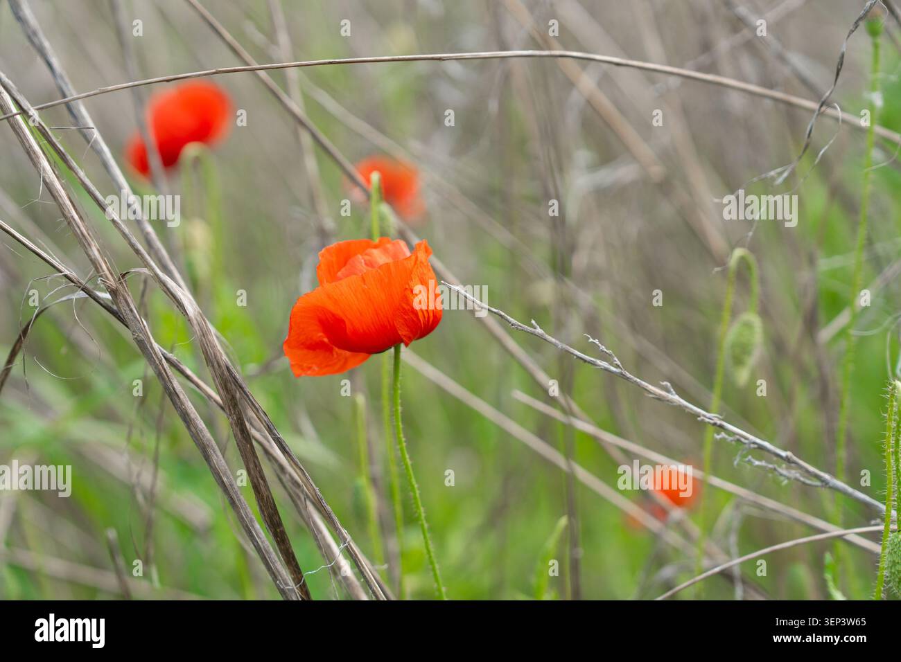 Fiori di papavero rosso selvatico che fioriscono attraverso i gambi di erba secca in un campo rurale estivo. Fotografie di alta qualità per concept ecologici, naturali Foto Stock