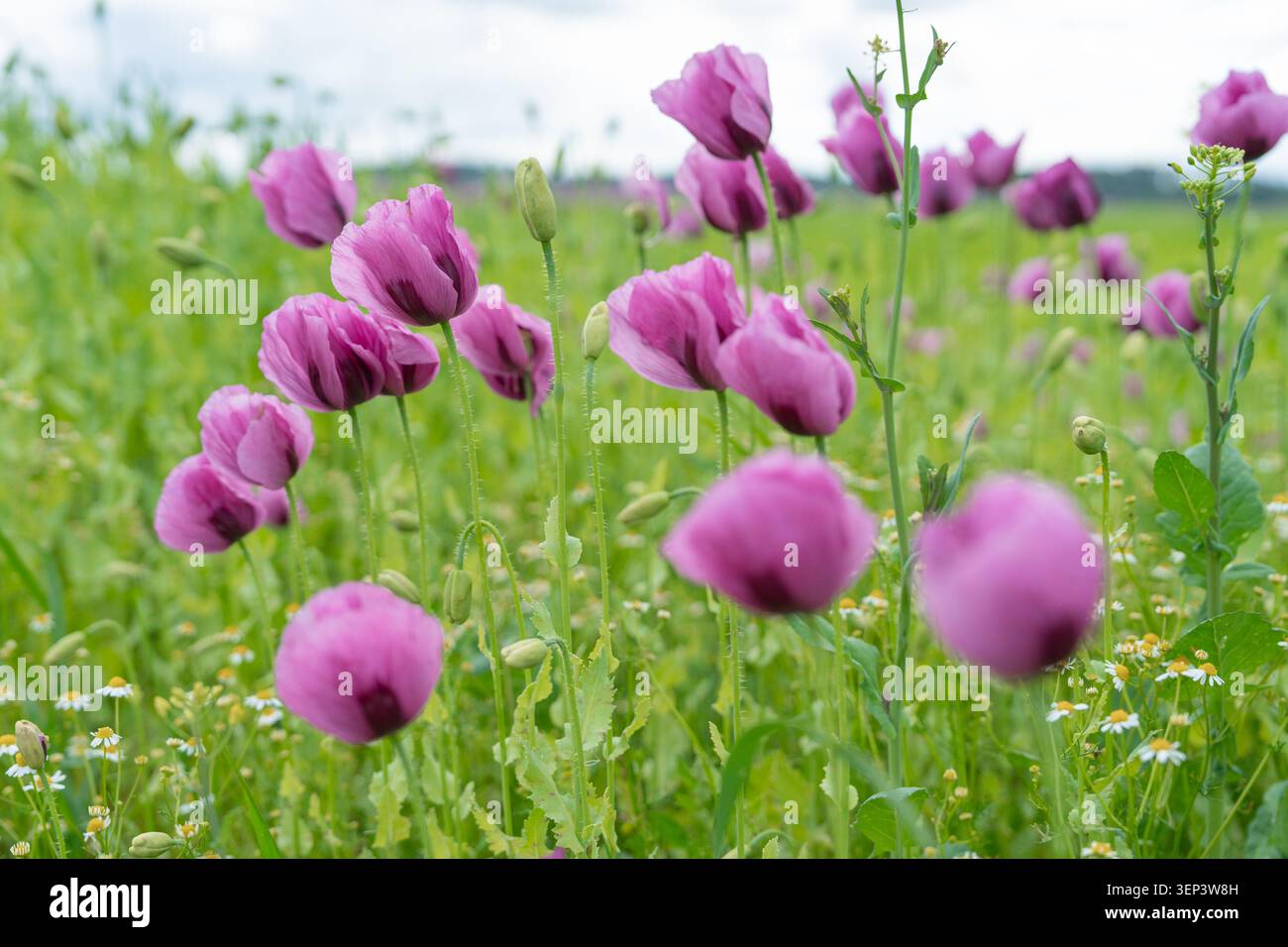 Fotografia artistica e selettiva di fiori di papavero viola in fiore in un campo estivo verde. Crea uno sfondo onirico e dall'atmosfera morbida Foto Stock