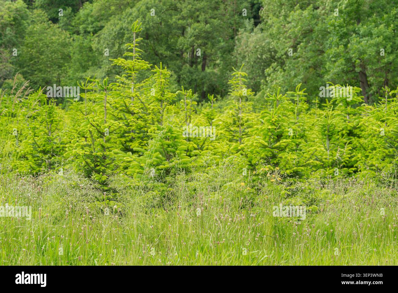 Paesaggio panoramico di giovani conifere verdi e pini che crescono su un campo erboso. Una fitta foresta lussureggiante forma lo sfondo sotto la luce Foto Stock