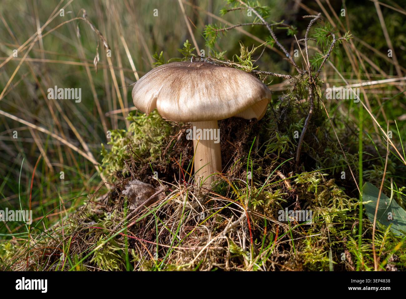 Funghi selvatici che crescono nel muschio e nell'erba in un ambiente forestale naturale Foto Stock