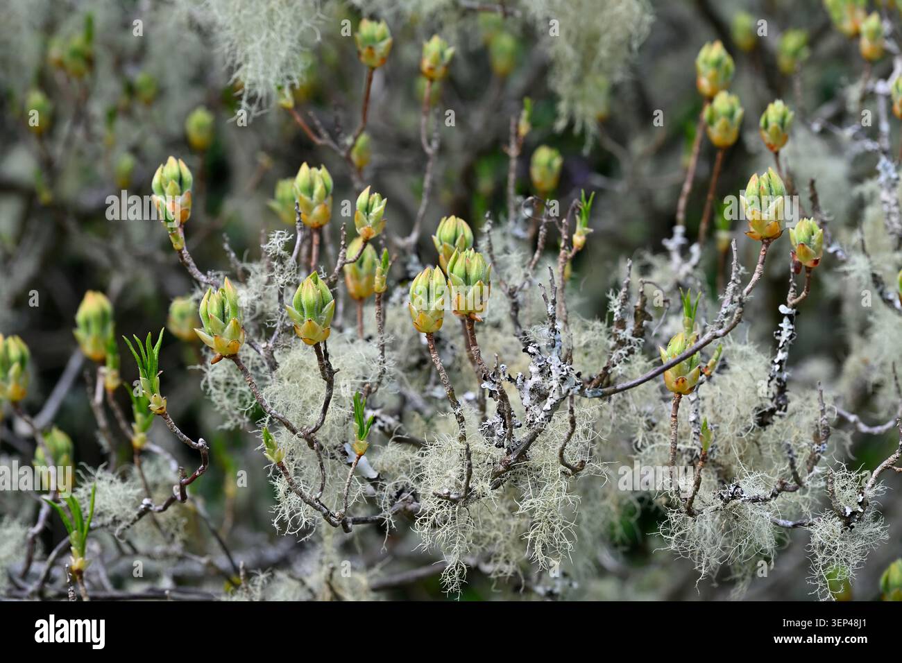 Lichene fruticoso coprivano gemme di rododendron narcissiflorum UK May Foto Stock