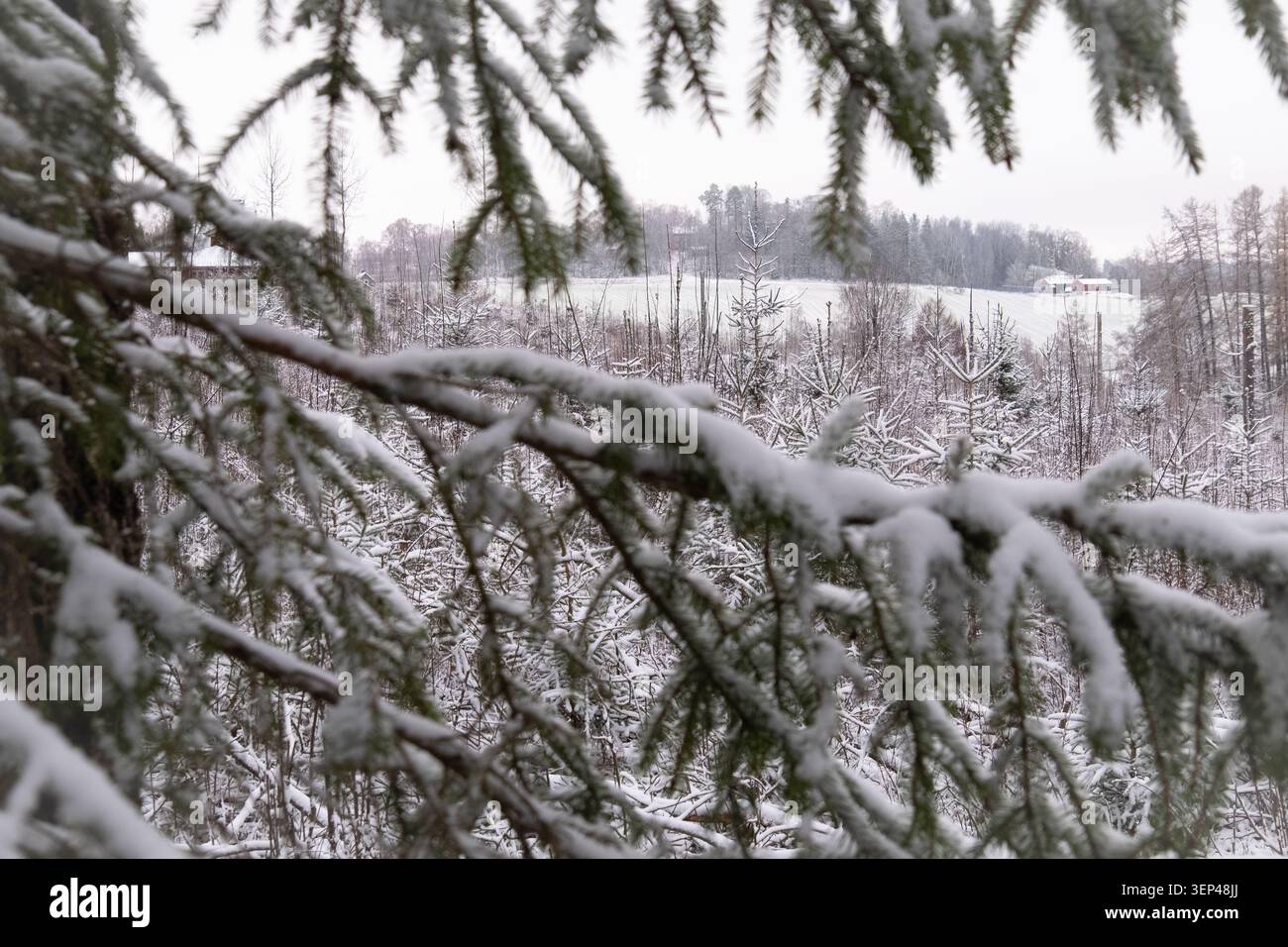 Rami di abete innevato che incorniciano un paesaggio rurale invernale con campi e foreste Foto Stock