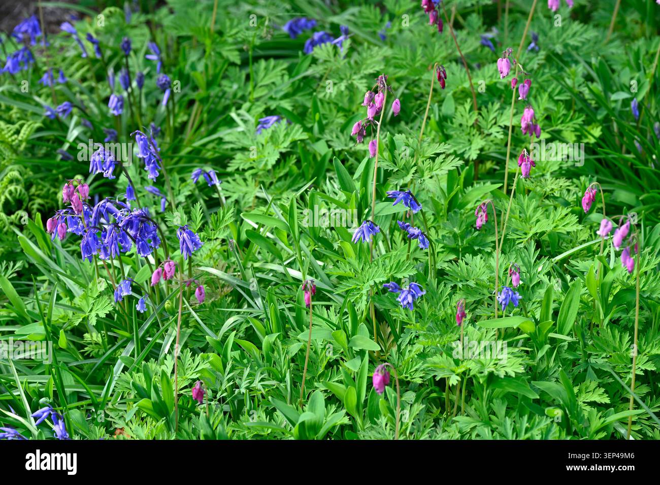 Giardino primaverile con campanelli blu e dicentra formosa UK Garden. Maggio Foto Stock