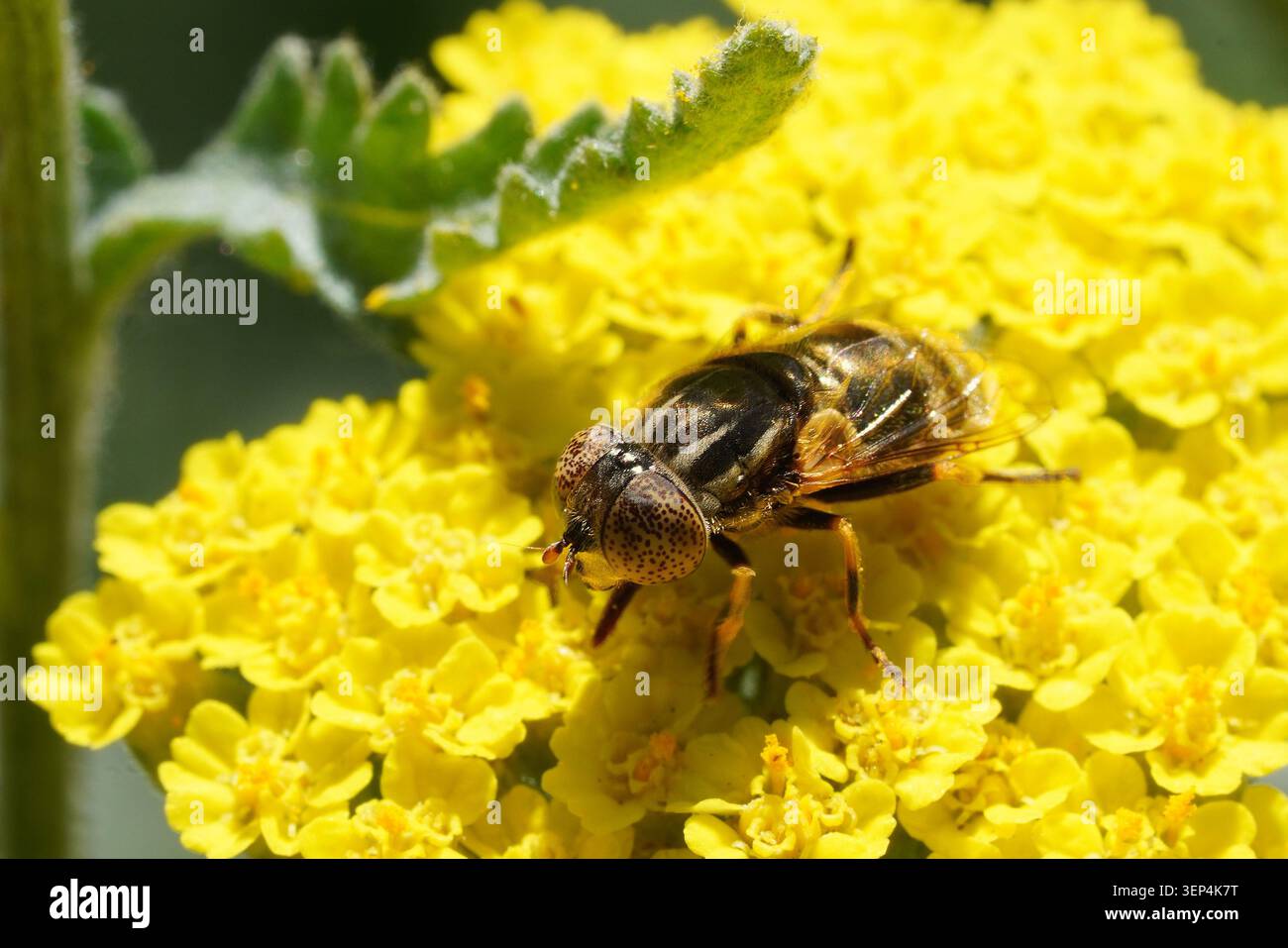 Fotografia dettagliata di un Lagoon Fly appoggiato su un fiore Yarrow Foto Stock
