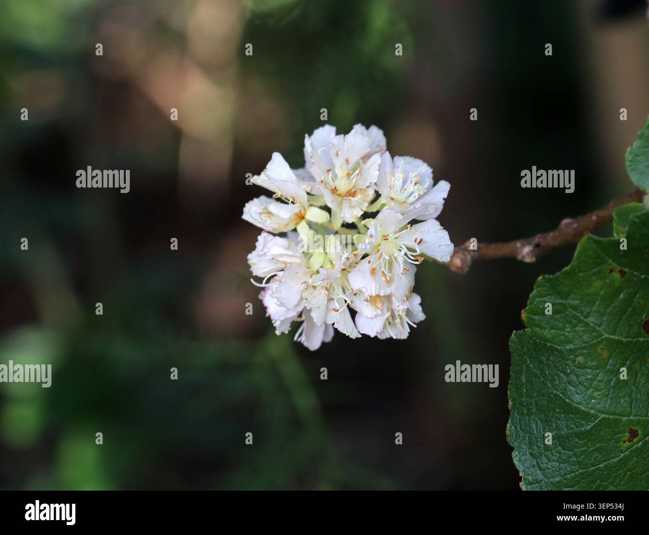 Pere selvatiche sudafricane o Dikbas, Dombeya rotundifolia, Malvaceae. Sudafrica. Dombeya rotundifolia, dikbas o "pera selvatica sudafricana”. Foto Stock