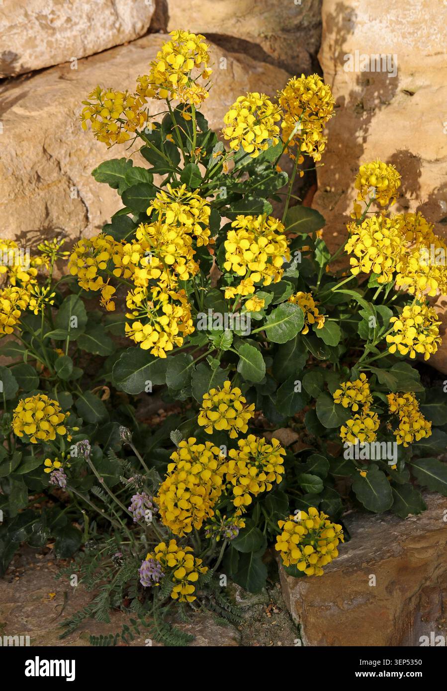 Cavolo di Maiorca, cavolo di Maiorca o cavolo delle Baleari, Brassica balearica, Brassicaceae. Isole Baleari, Spagna. Foto Stock