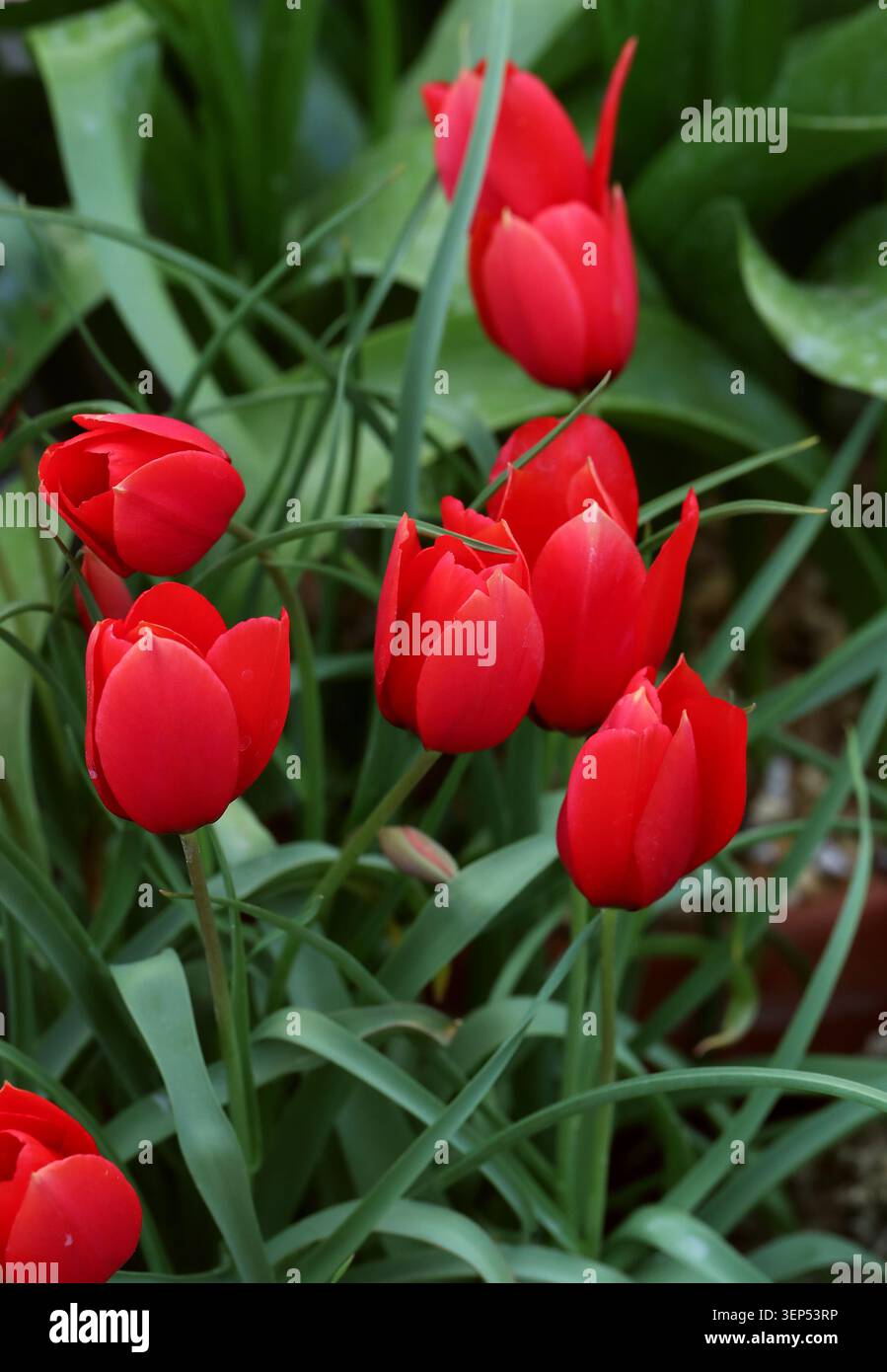 Tulip di montagna, specie Tulip o Montana Tulip, Tulipa montana, Liliaceae. Iran e Turkmenistan, Asia. Tulipa montana è una specie di tulipani. Foto Stock