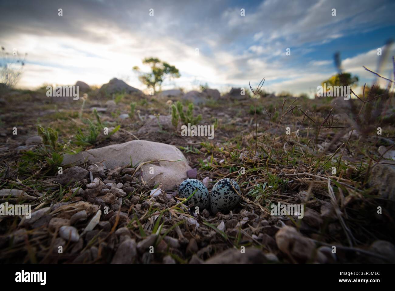 Huevos de Codorniz en la intemperie Foto Stock