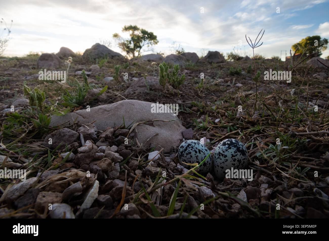 Huevos de Codorniz en la intemperie Foto Stock