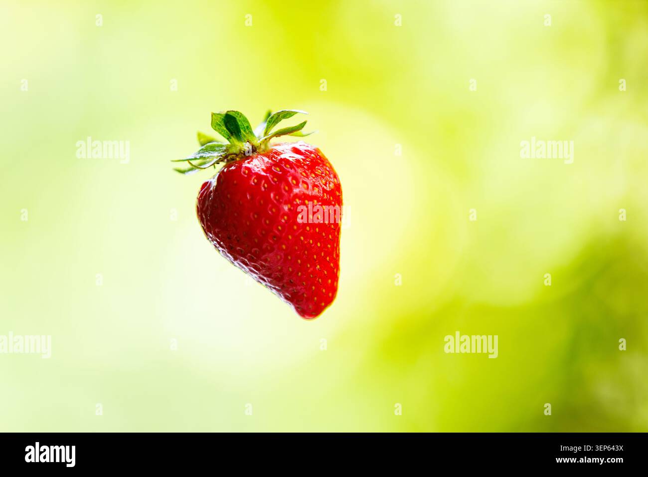 Una fragola rossa fresca e succosa perfetta che vola nell'aria, isolata su uno sfondo naturale chiaro e sfocato con splendidi bokeh e AM Foto Stock
