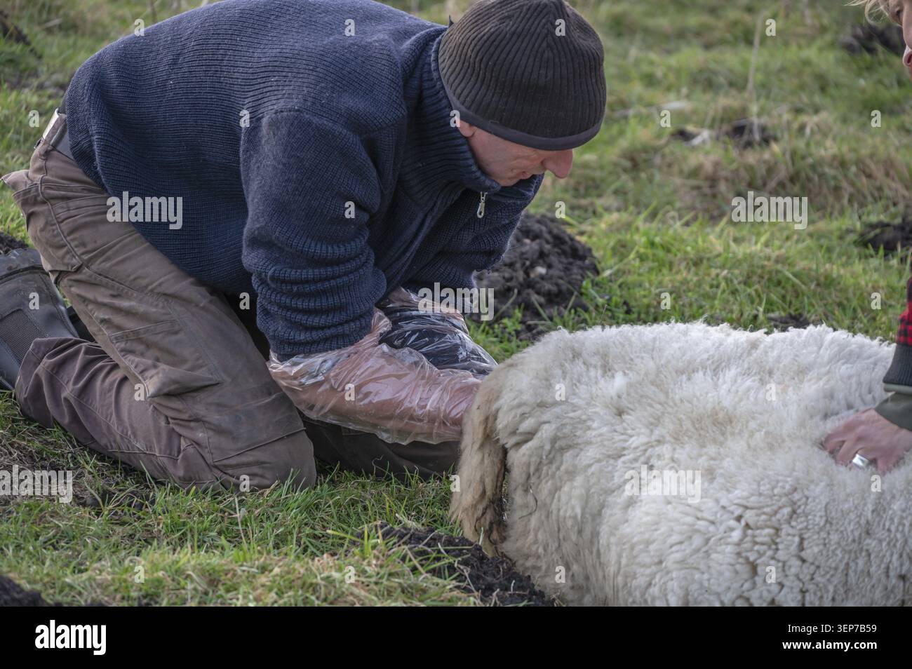 Giovani pecore che danno alla luce una pecora (Ovis gmelini aries) nel pascolo di Rehna, Meclemburgo-Vorpommern Germania Foto Stock