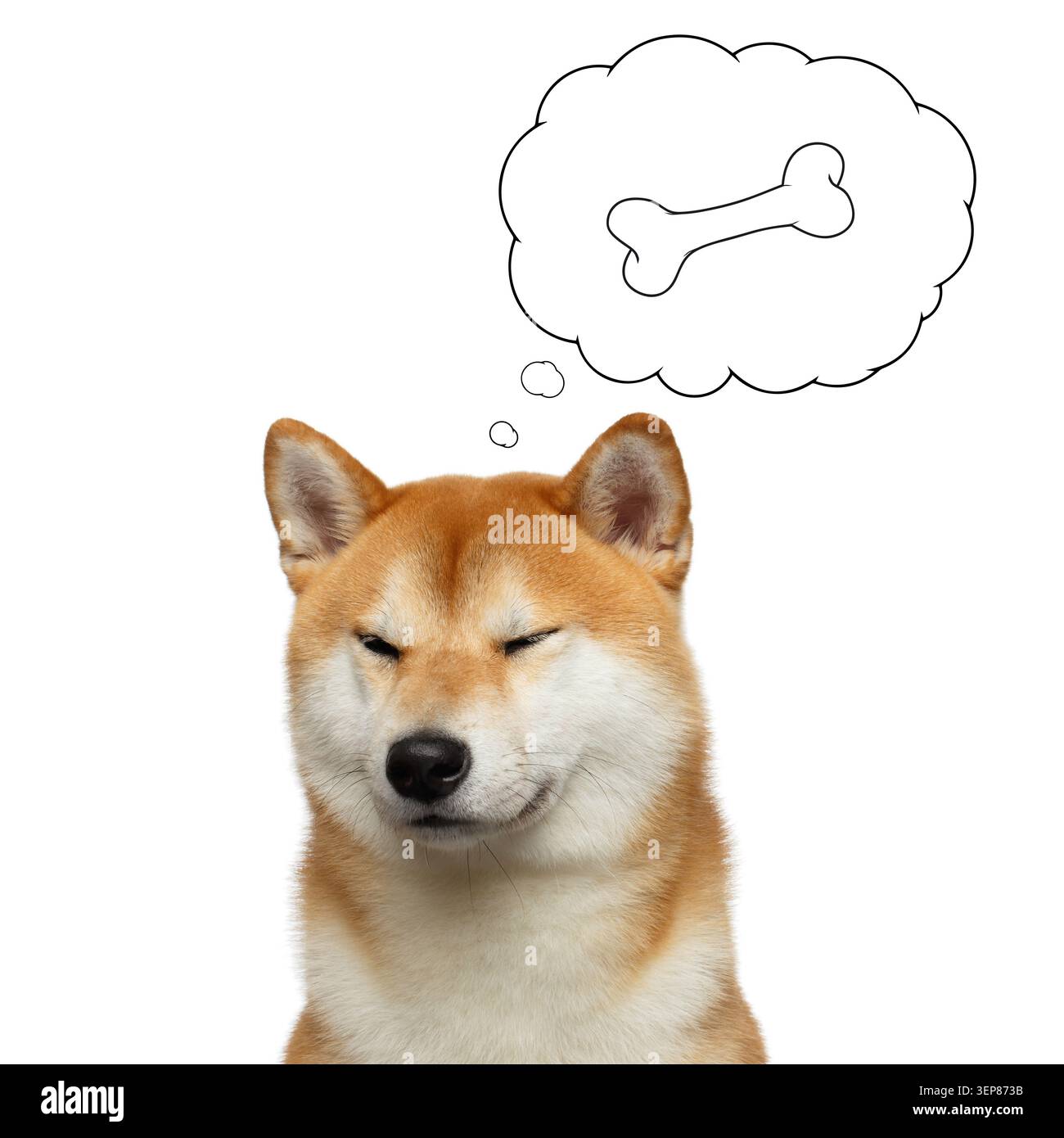 Ritratto di Shiba inu Dog con occhi chiusi che pensano, in osso nuvoloso, su sfondo bianco isolato, vista frontale Foto Stock