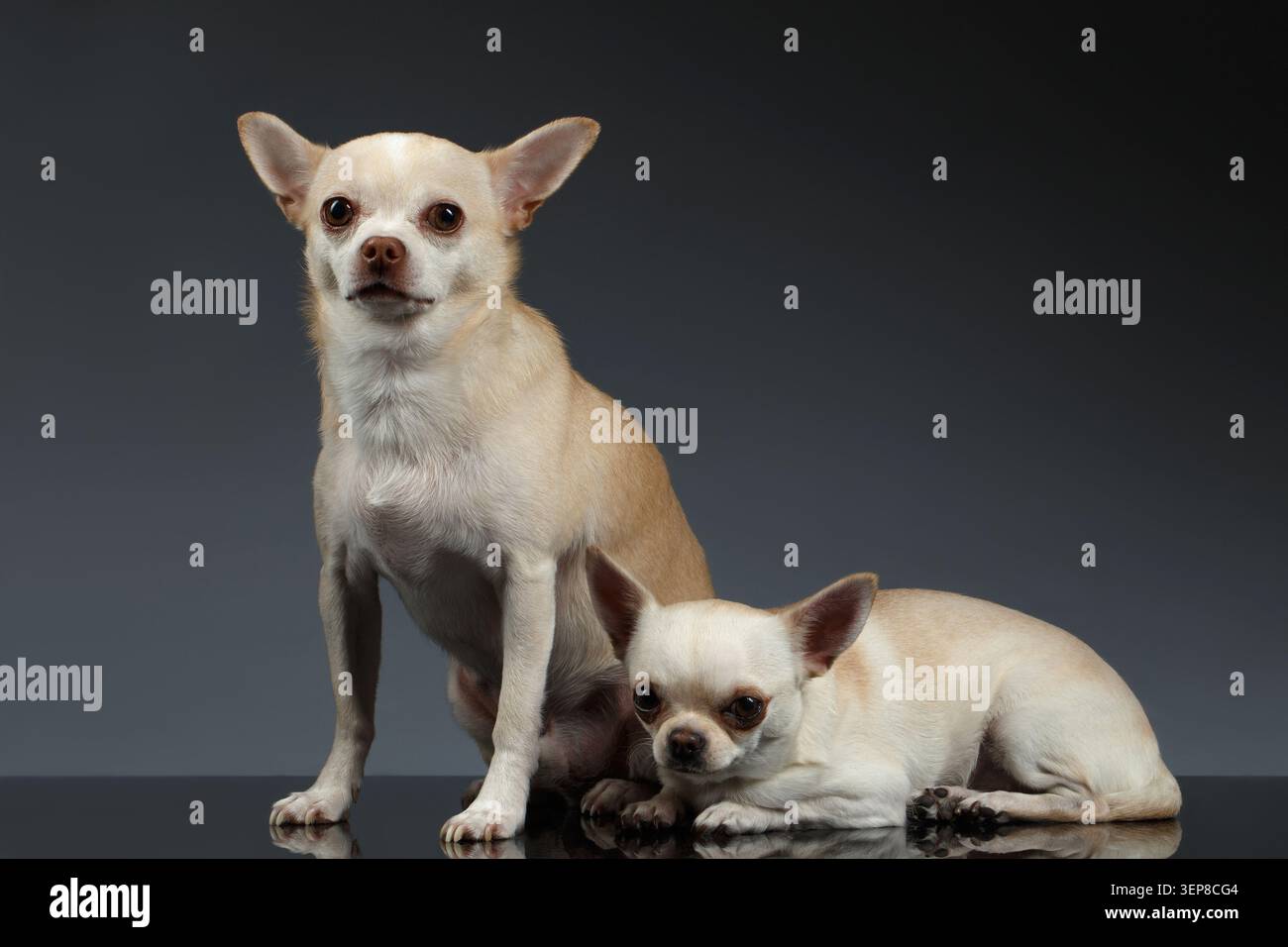 Ritratto di due cani Chihuahua seduti su sfondo blu Foto Stock