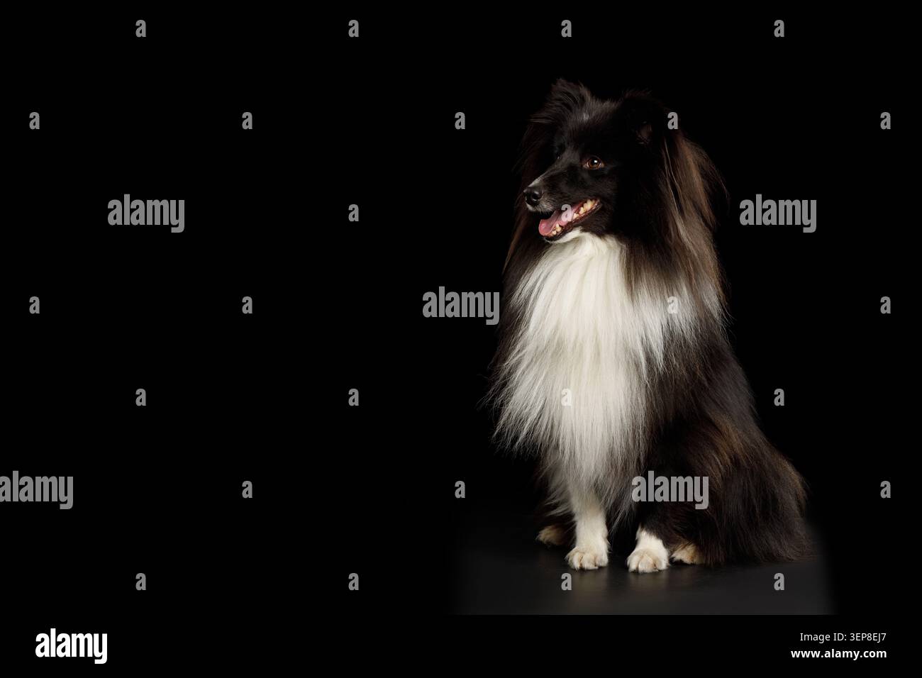 Shetland Sheepdog seduto di profilo e guardato dietro le spalle su sfondo nero, ritratto in studio Foto Stock