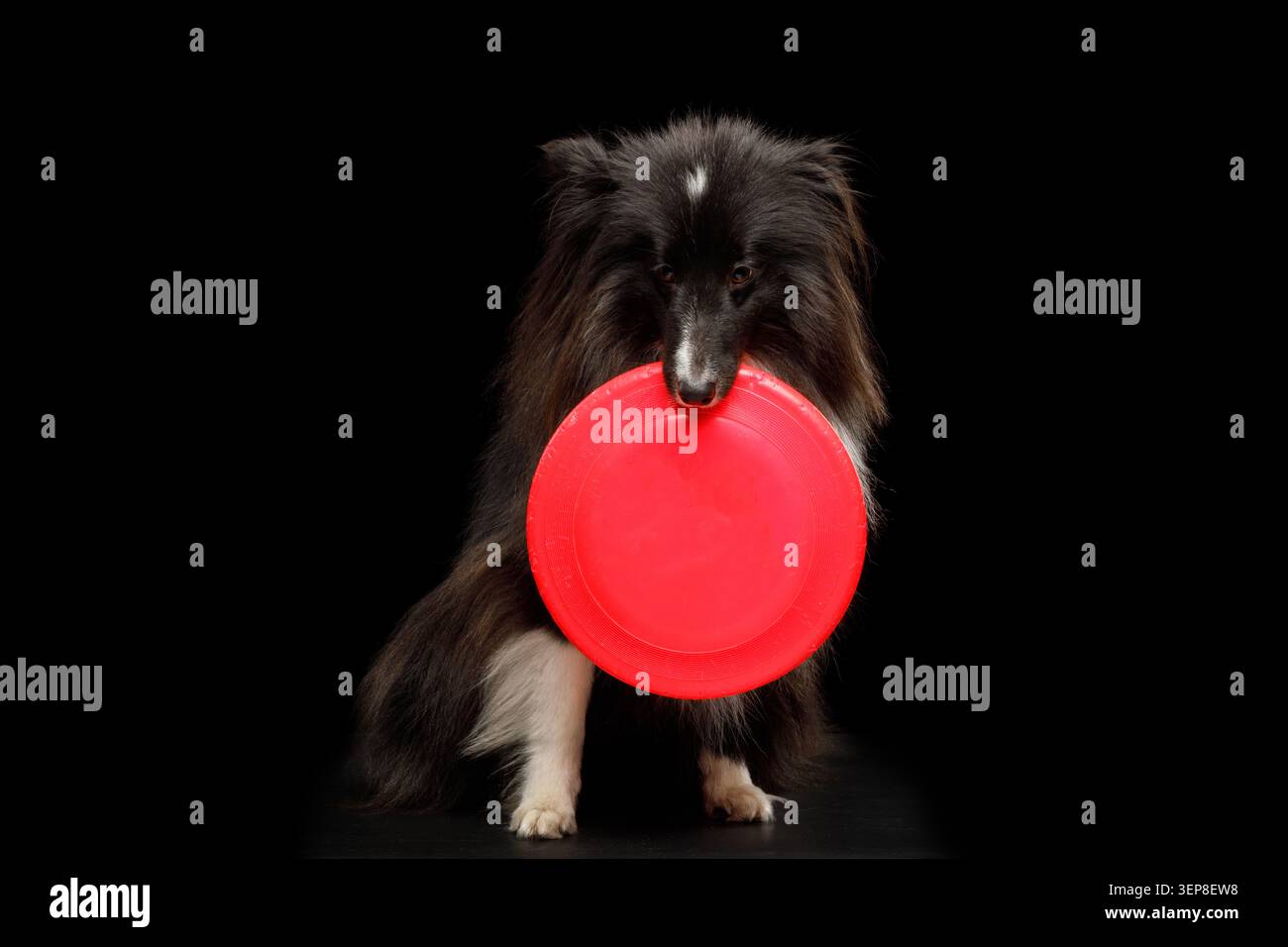 Shetland Sheepdog con frisbee rosso in bocca, primo piano su sfondo nero, ritratto in studio Foto Stock