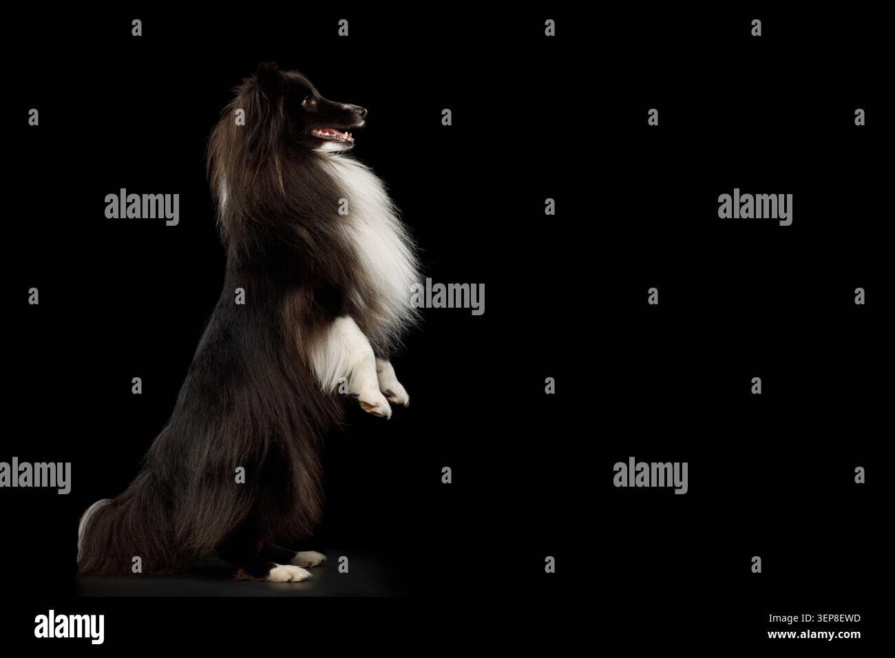 Shetland Sheepdog in piedi sulle gambe posteriori con zampa anteriore rialzata su sfondo nero, ritratto in studio Foto Stock