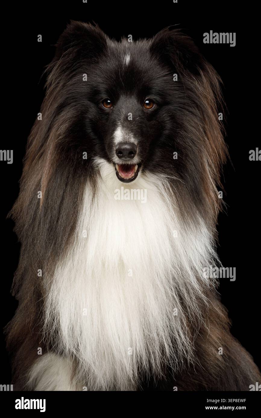 Primo piano di Shetland Sheepdog ritratto frontale con bocca aperta su sfondo nero, scatto in studio Foto Stock