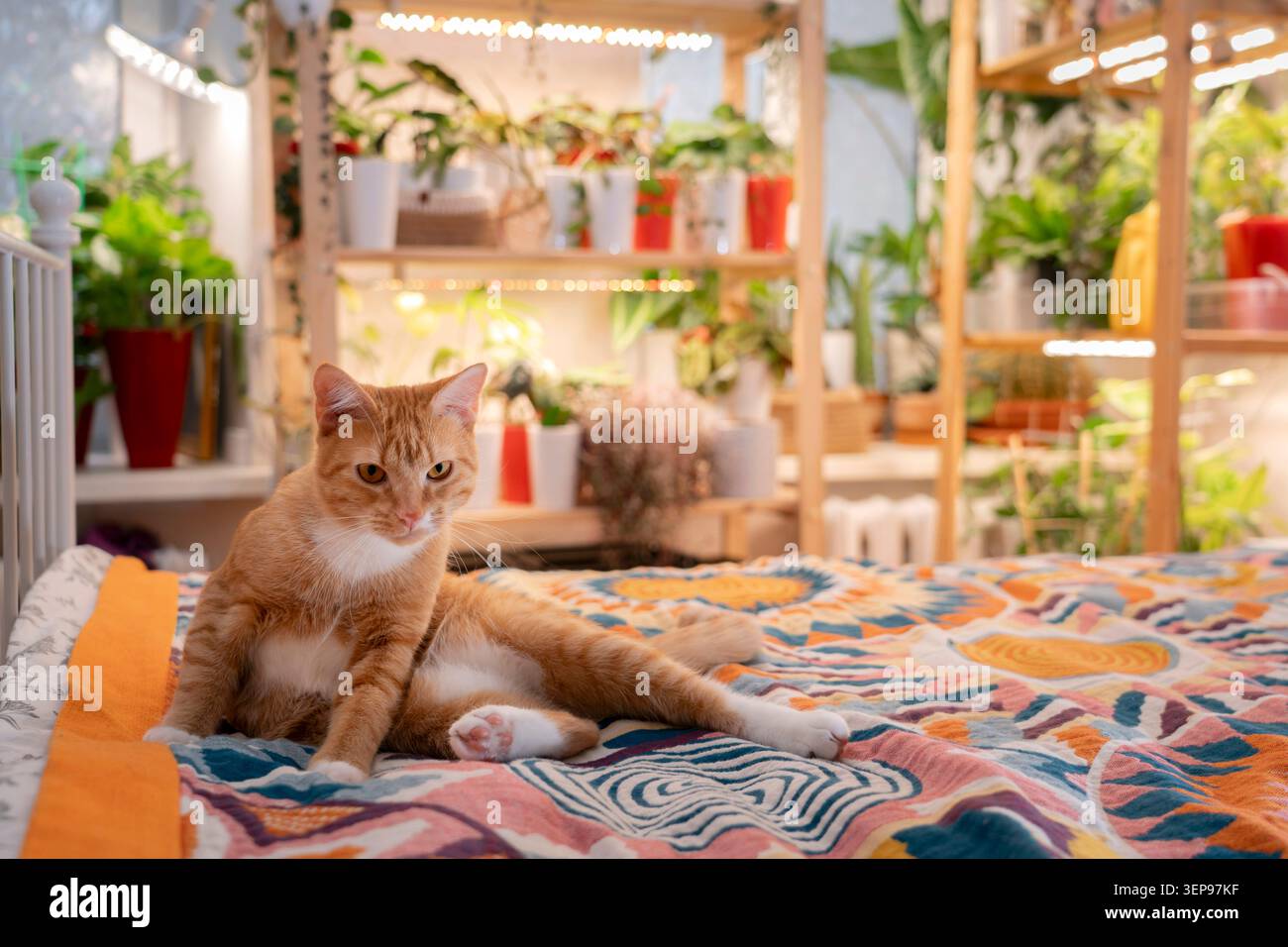 Un gatto tabby arancione con zampe bianche e petto si siede su un letto con una trapunta colorata. Ripiani pieni di piante da interno si stagliano sullo sfondo Foto Stock