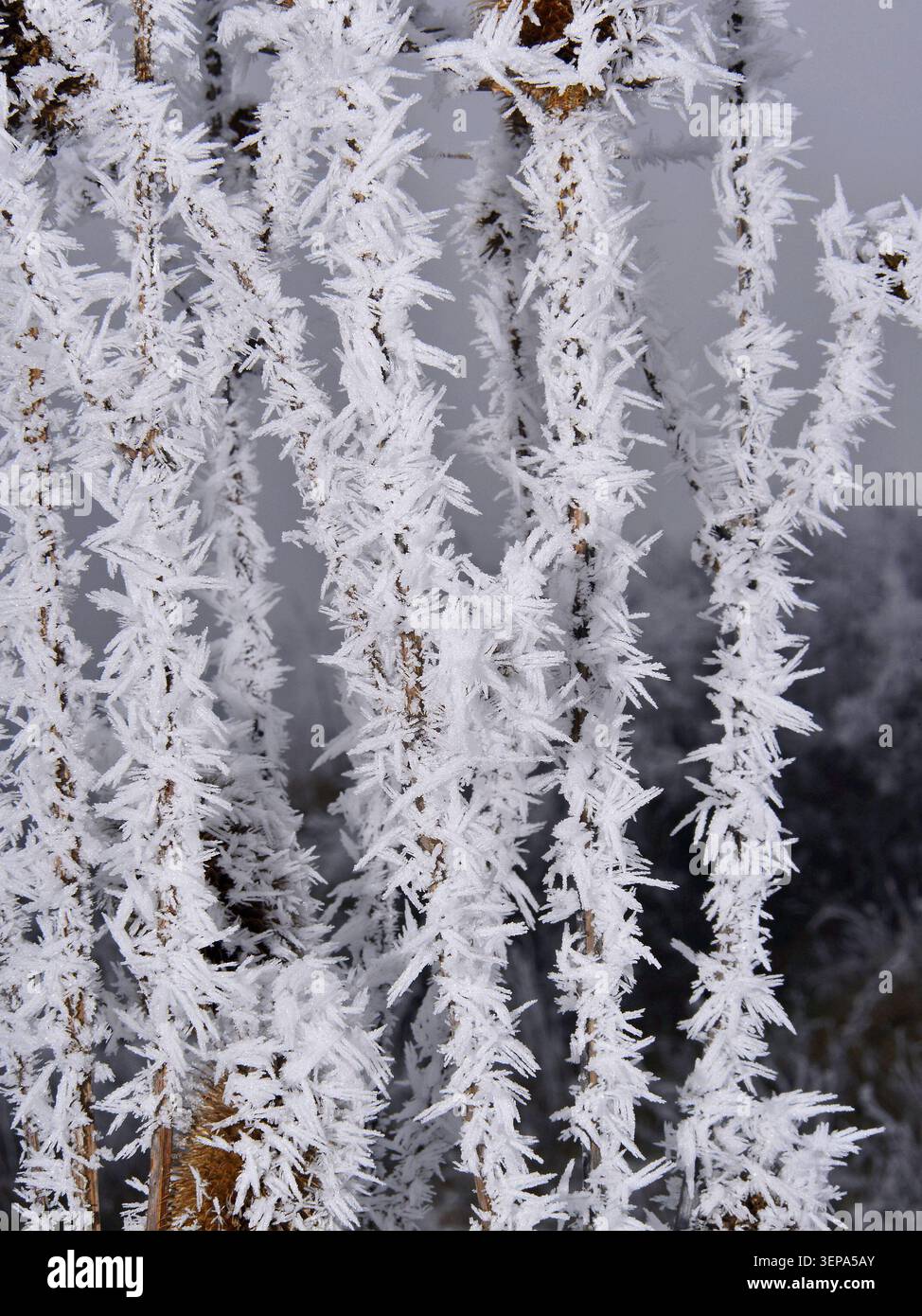 Clima freddo, riso ghiaccio in Europa orientale: Umidità nell'aria che si è congelata sui cespugli a causa delle bassissime temperature invernali . Foto Stock