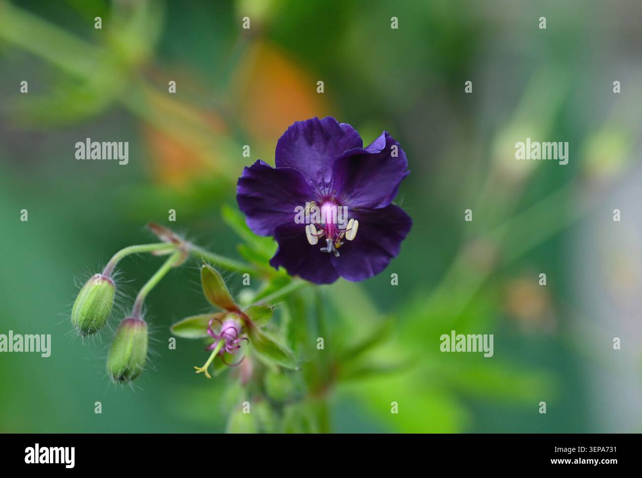 geranium phaeum Foto Stock