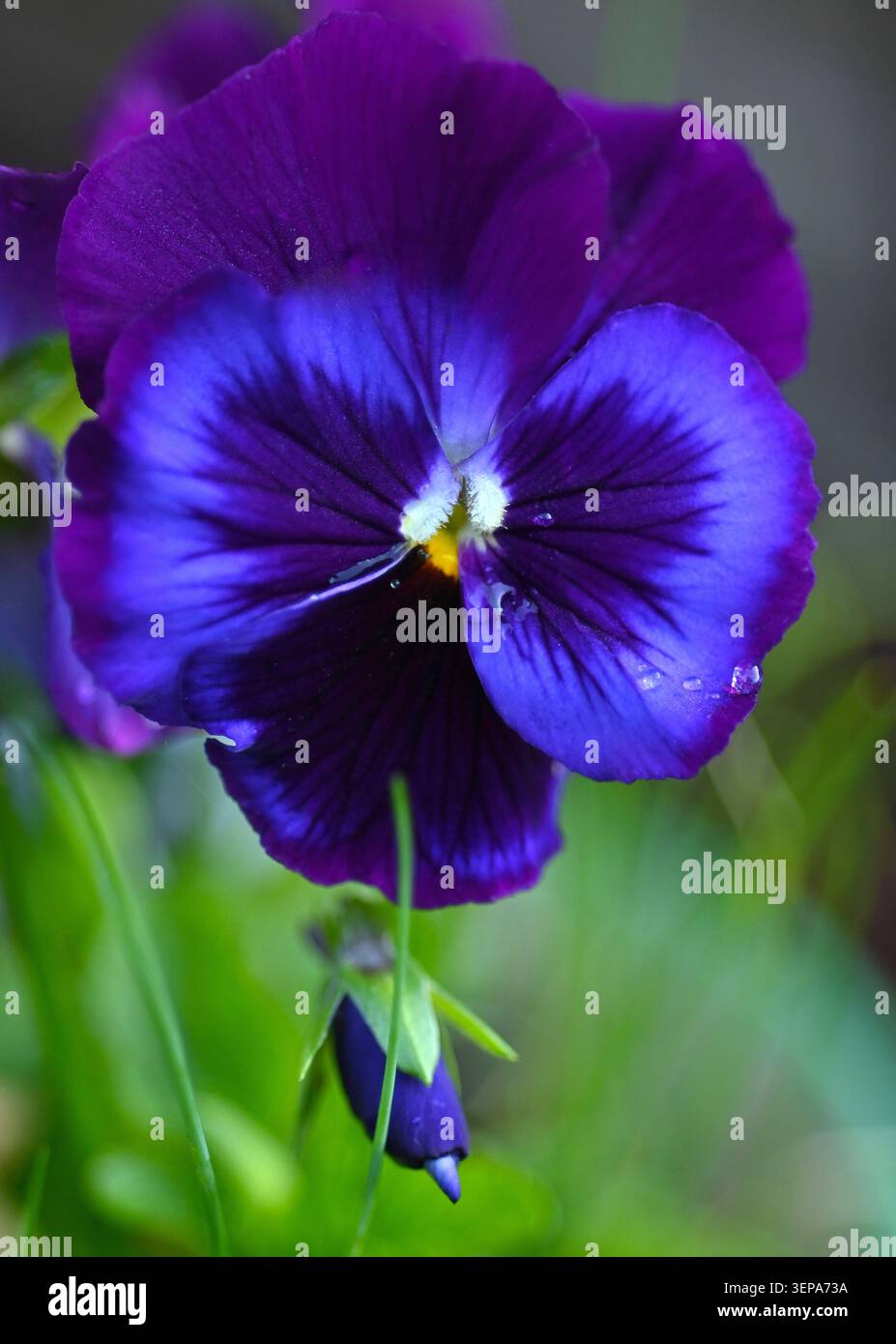 pansy blue blotch Foto Stock